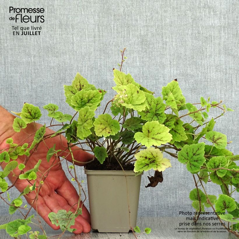 Tiarella cordifolia Appalachian Trail 8/9 cm pot sample as delivered in summer