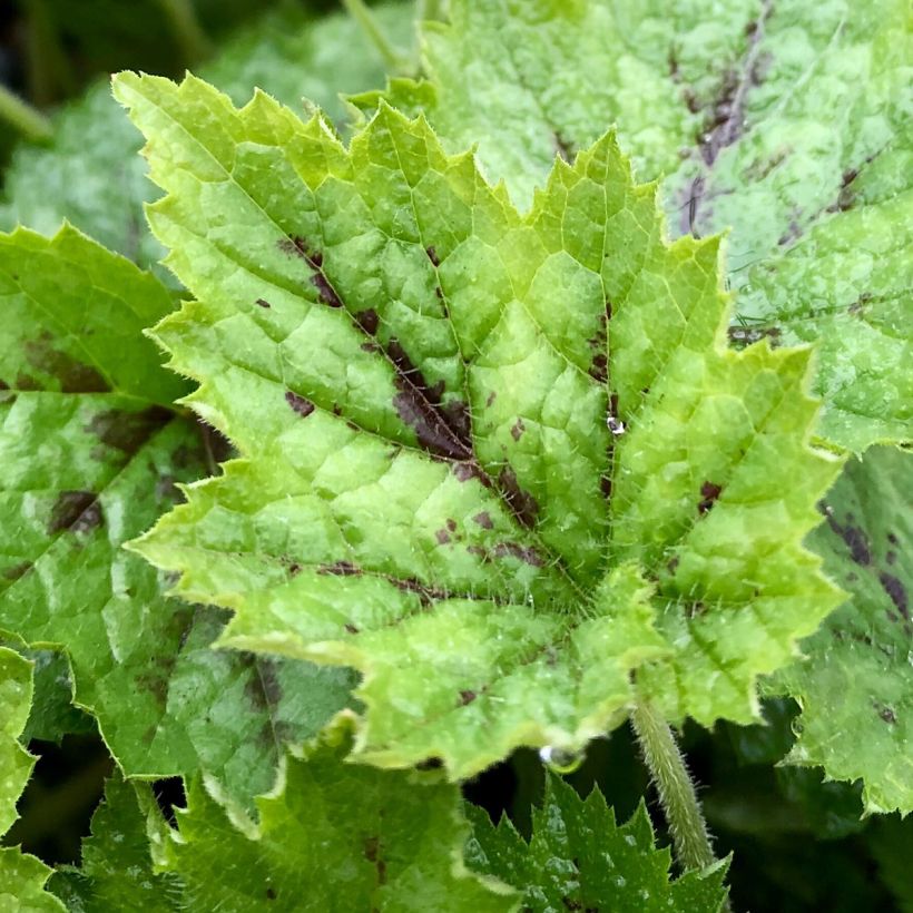 Tiarella cordifolia Appalachian Trail (Foliage)