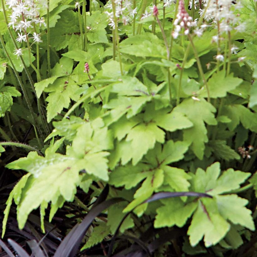 Tiarella Crow Feather (Foliage)