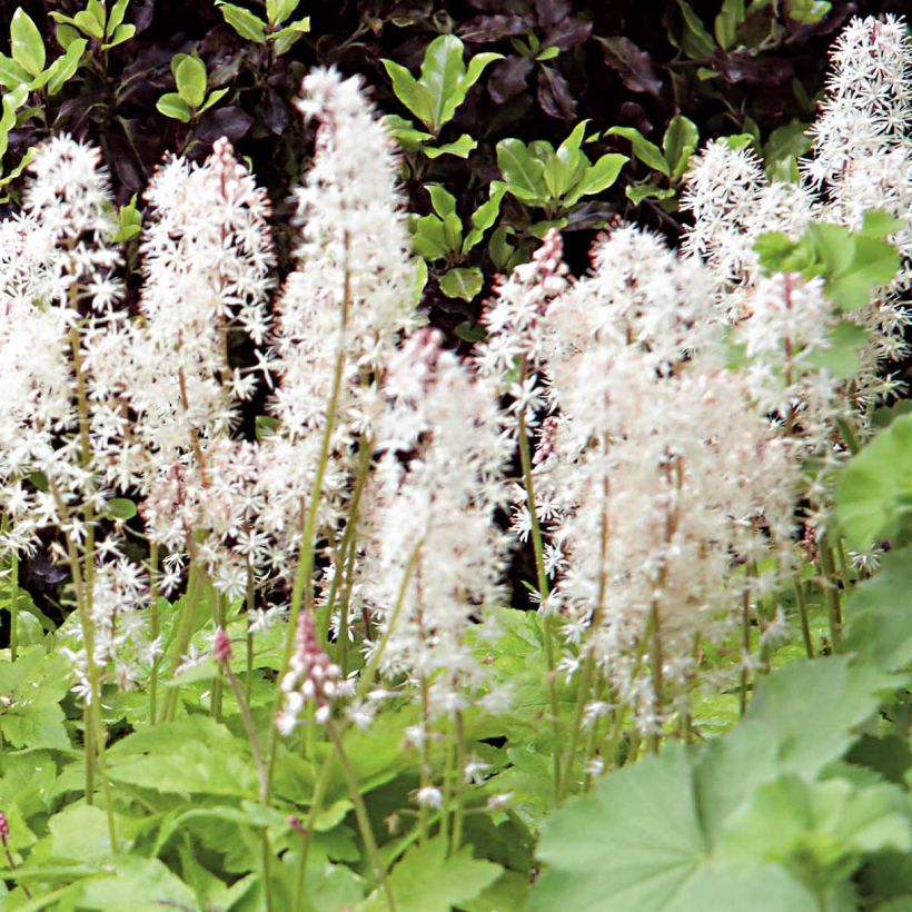 Tiarella Crow Feather (Flowering)