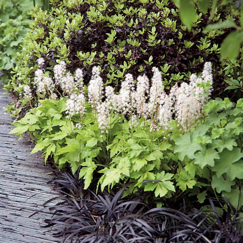 Tiarella Crow Feather (Plant habit)