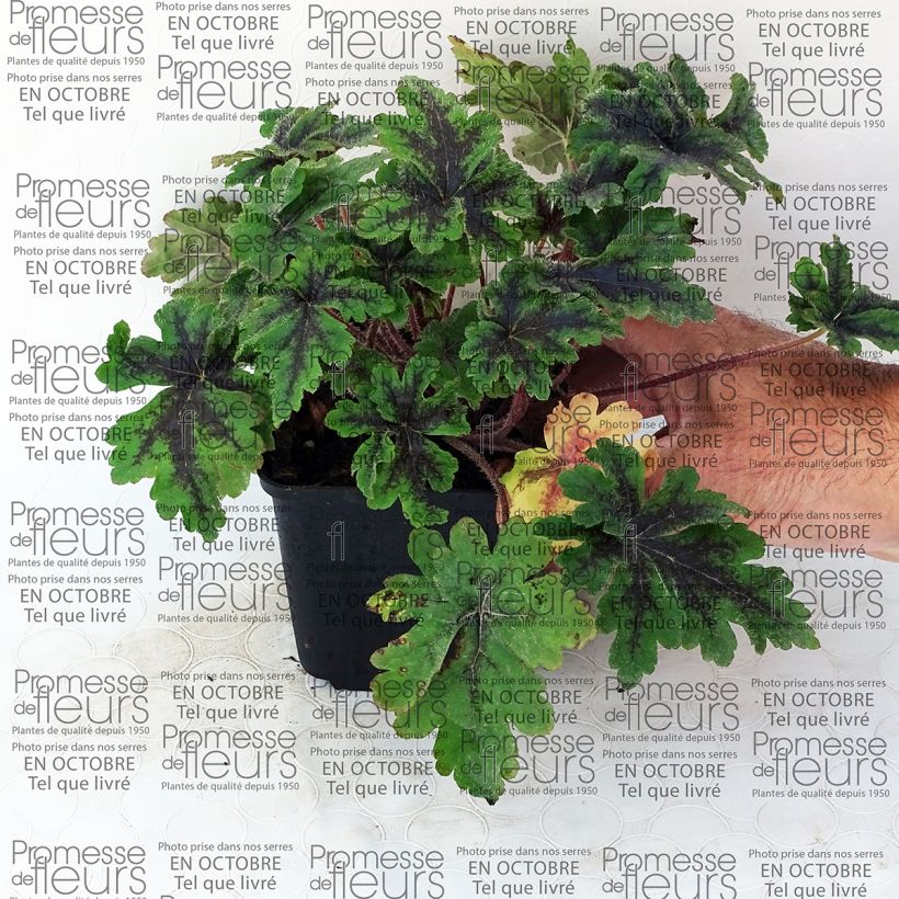 Example of Tiarella Crow Feather 8/9 cm pot specimen as delivered