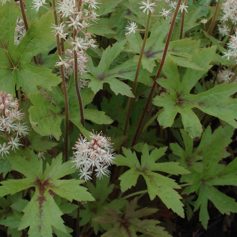 Tiarella Pink Skyrocket (Foliage)