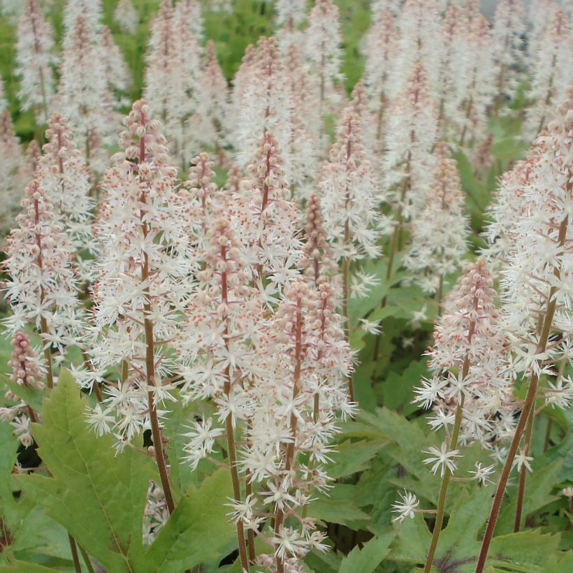 Tiarella Pink Skyrocket (Flowering)