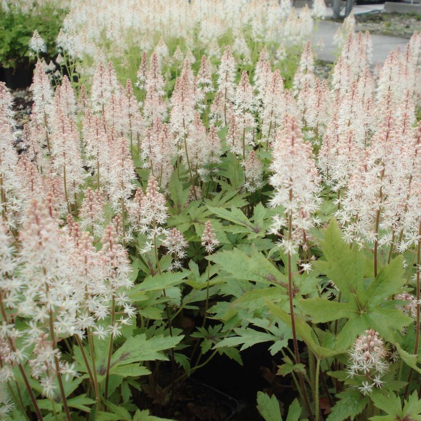 Tiarella Pink Skyrocket (Plant habit)