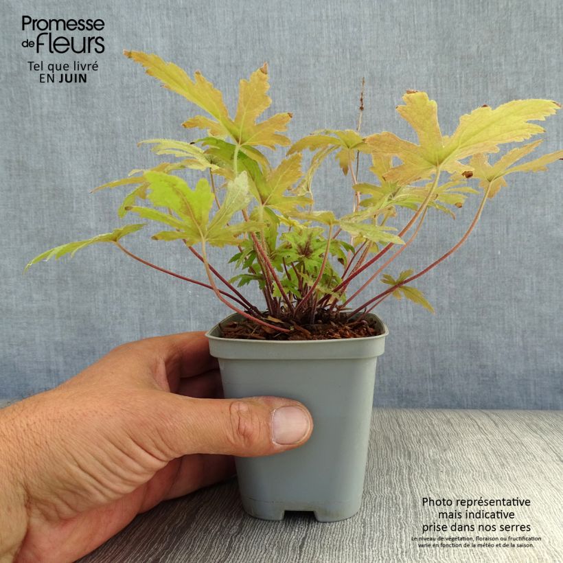 Tiarella Pink Skyrocket 8/9 cm pot sample as delivered in summer