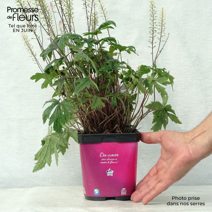 Tiarella Pink Skyrocket 2L/3L pot sample as delivered in summer