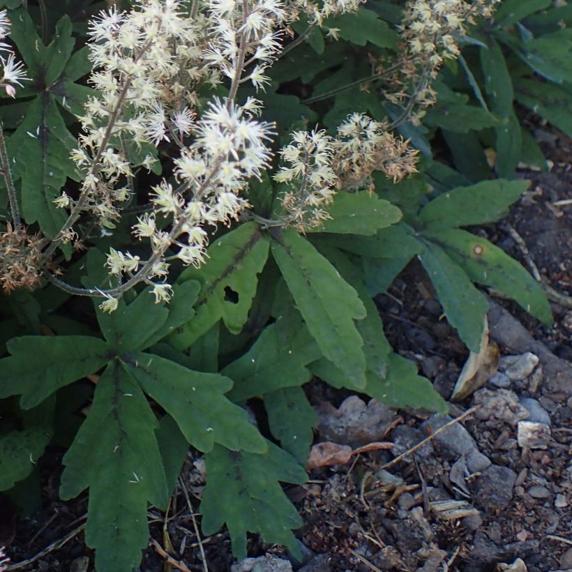 Tiarella  Spring Symphony (Foliage)