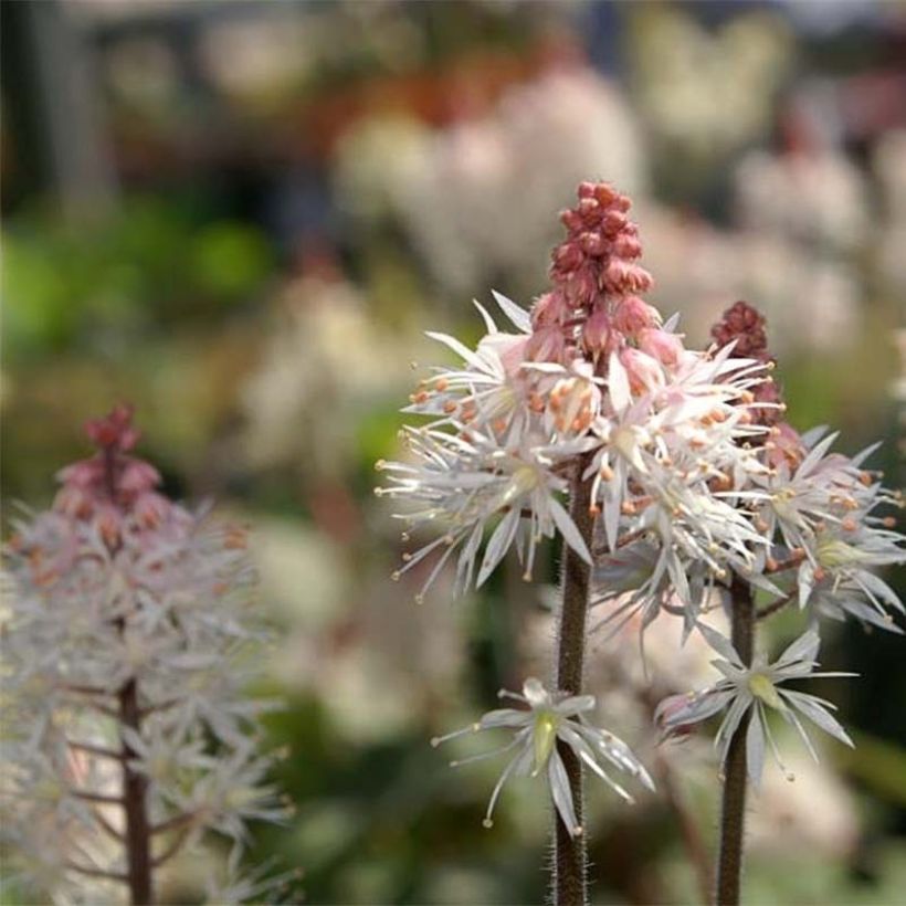 Tiarella  Spring Symphony (Flowering)