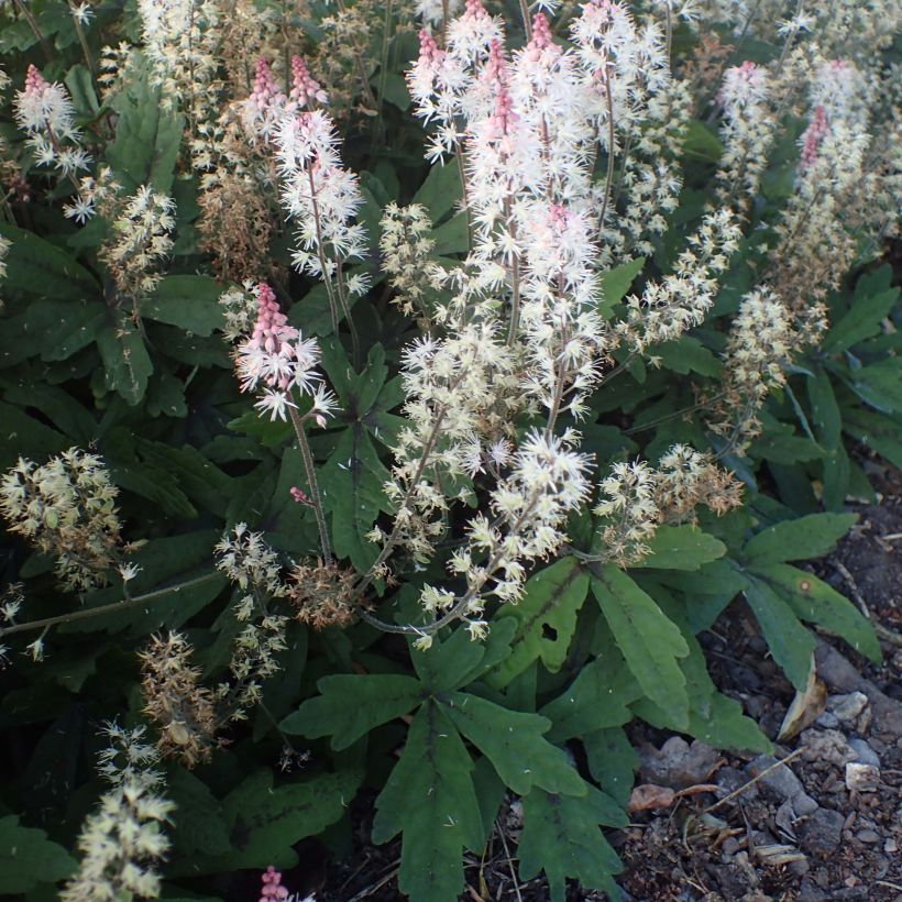 Tiarella  Spring Symphony (Plant habit)