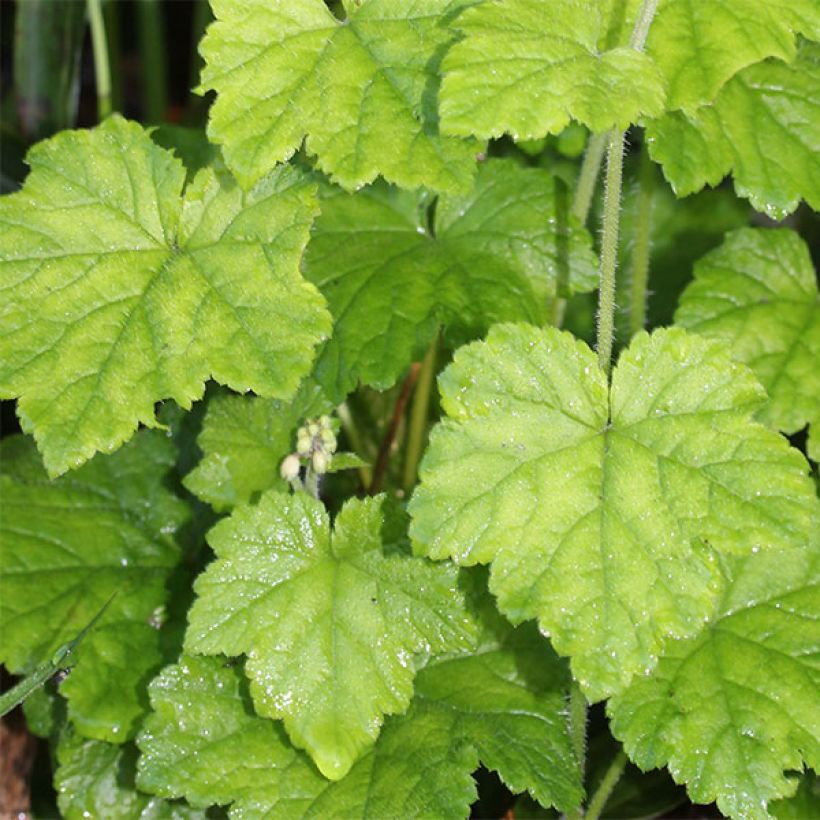 Tiarella polyphylla (Foliage)