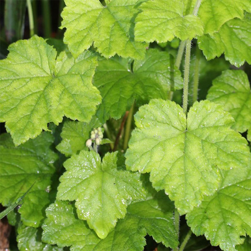 Tiarella polyphylla  (Foliage)