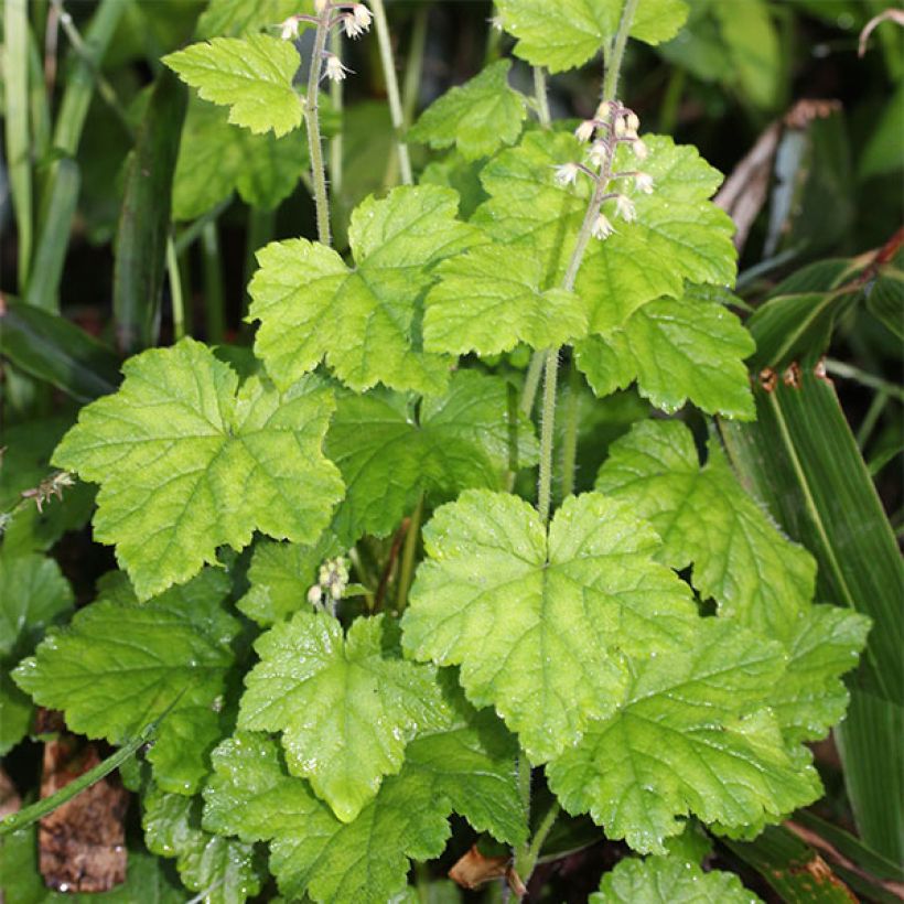 Tiarella polyphylla  (Plant habit)