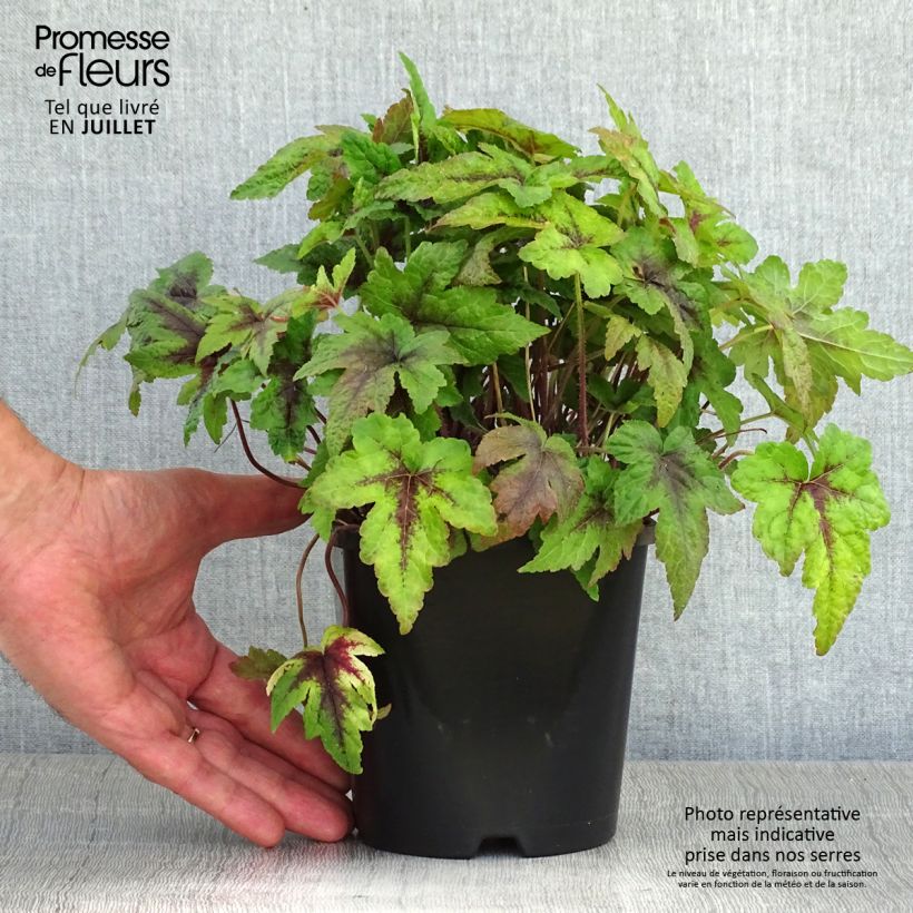 Tiarella  Sugar and Spice 2L/3L pot sample as delivered in summer