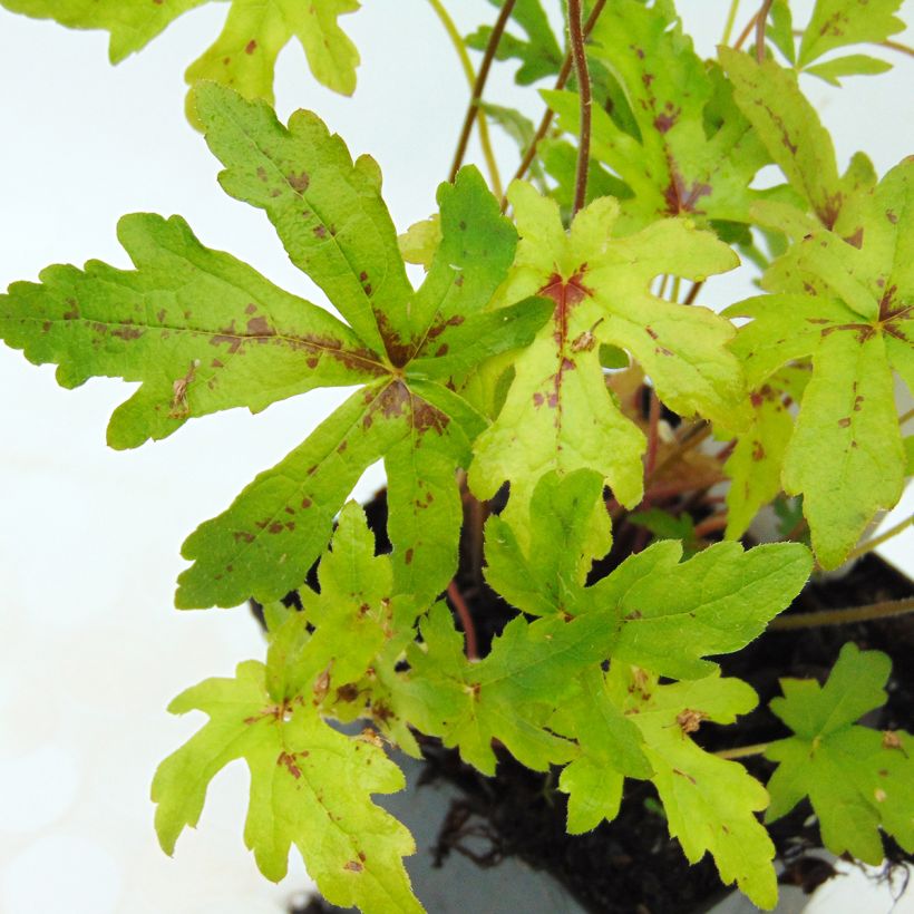 Tiarella x laciniata Arpeggio (Foliage)