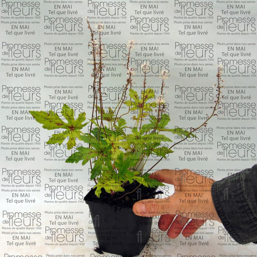 Example of Tiarella x laciniata Arpeggio 8/9 cm pot specimen as delivered