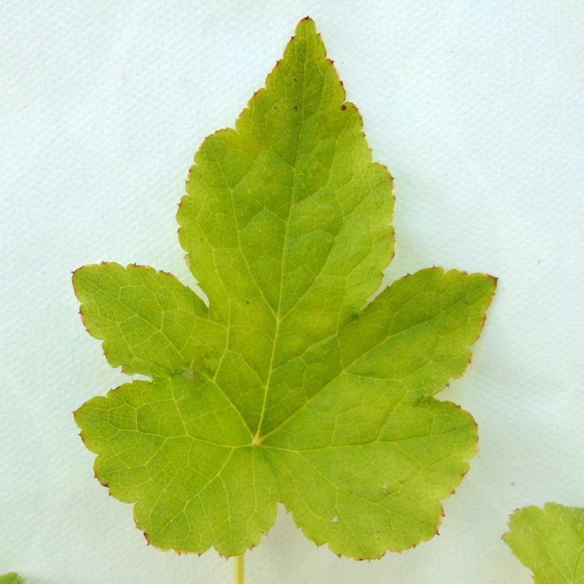 Tiarella  Running Tiger (Foliage)