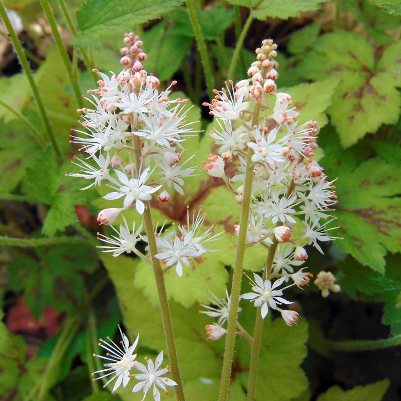 Tiarella  Running Tiger (Flowering)