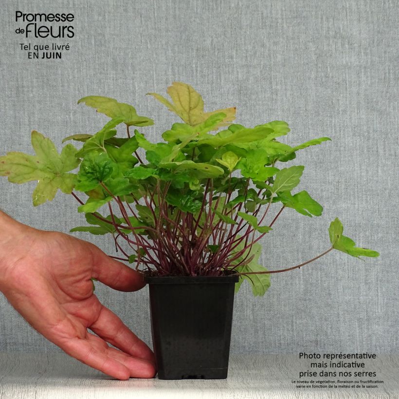Tiarella  Spring Symphony 8/9 cm pot sample as delivered in summer
