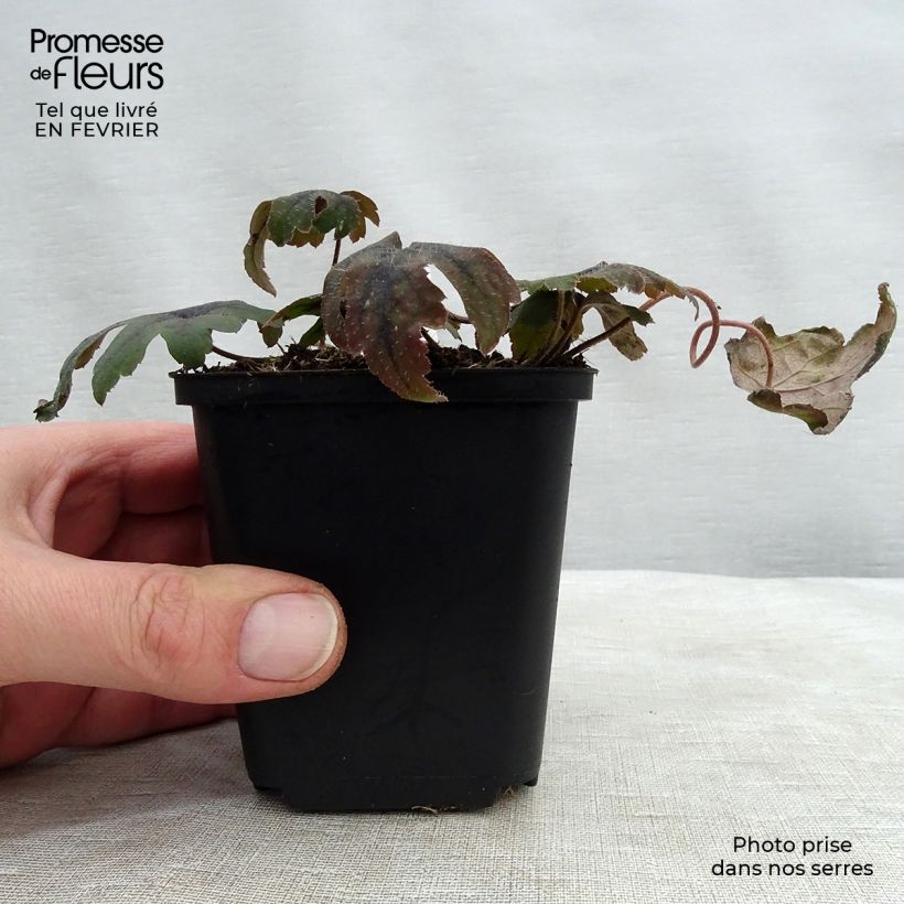 Tiarella cordifolia Mint Chocolate 8/9 cm pot sample as delivered in winter