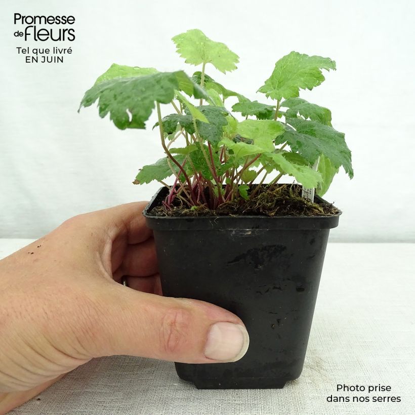 Tiarella cordifolia Moorgrun 8/9 cm pot sample as delivered in summer