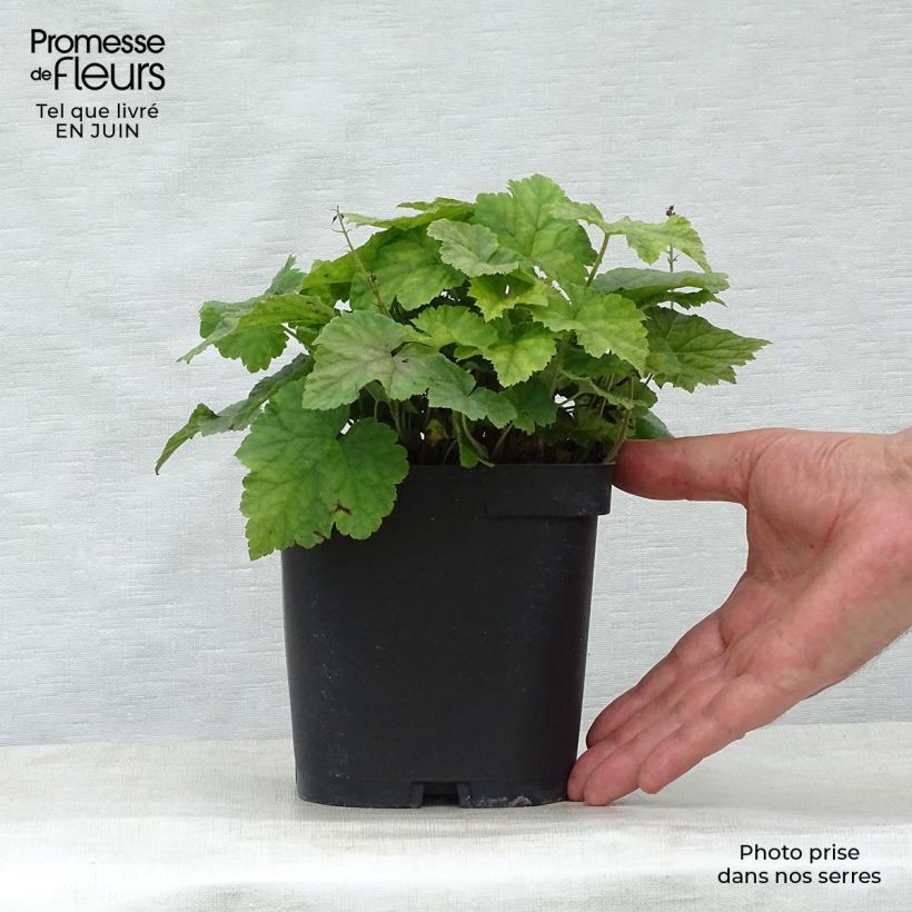 Tiarella cordifolia 2L/3L pot sample as delivered in summer