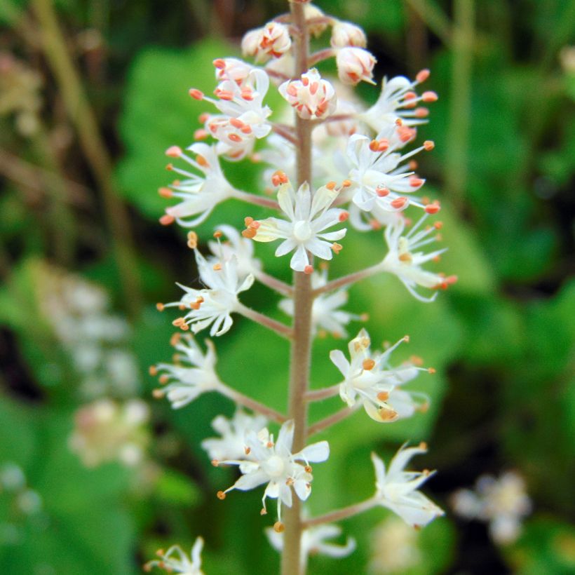 Tiarella wherryi  (Flowering)