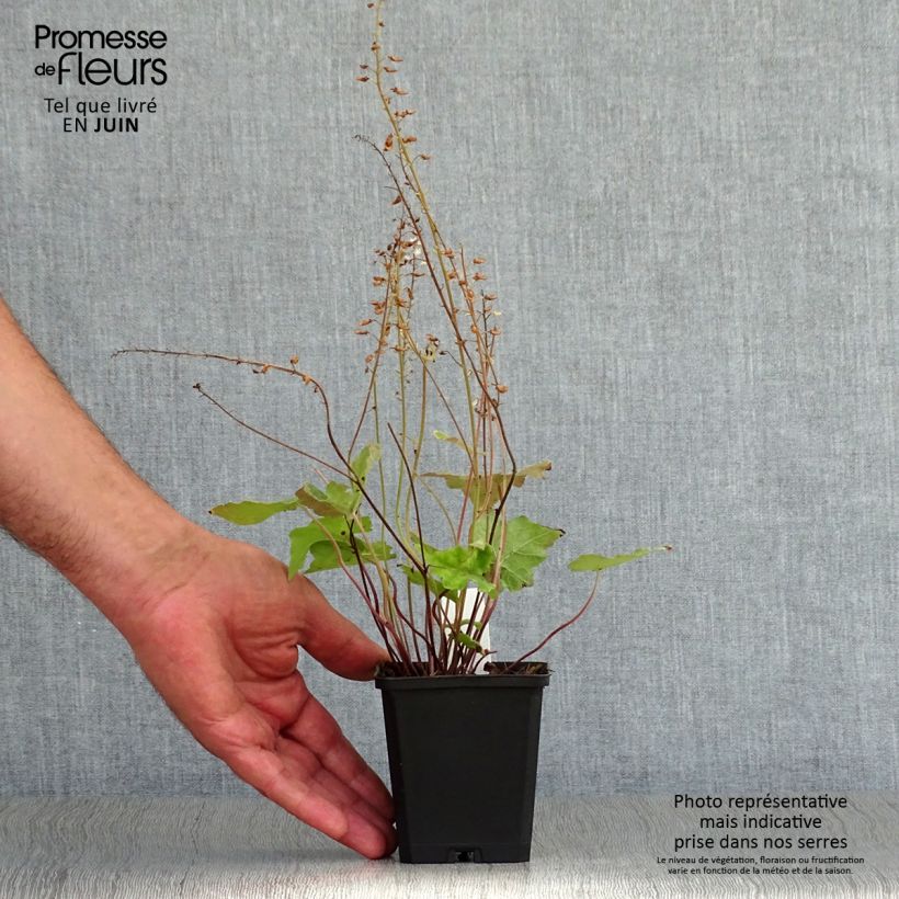 Tiarella wherryi  8/9 cm pot sample as delivered in summer