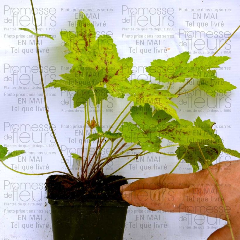 Example of Tiarella Ninja 8/9 cm pot specimen as delivered