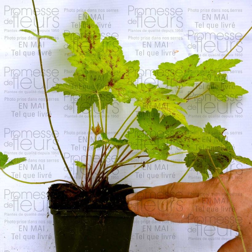 Example of Tiarella Ninja specimen as delivered