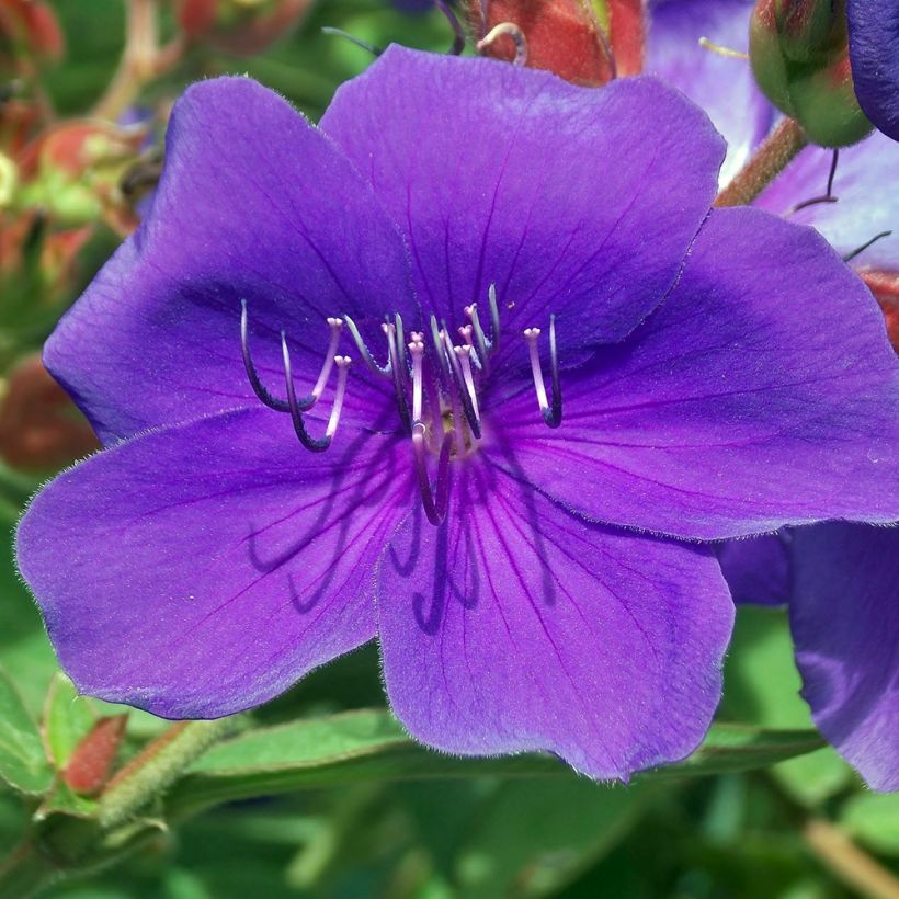 Tibouchina Groovy baby (Flowering)