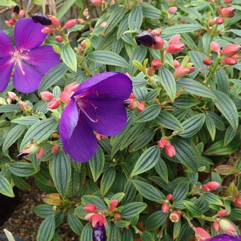 Tibouchina Groovy baby (Plant habit)