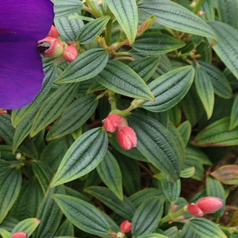 Tibouchina Groovy baby (Foliage)