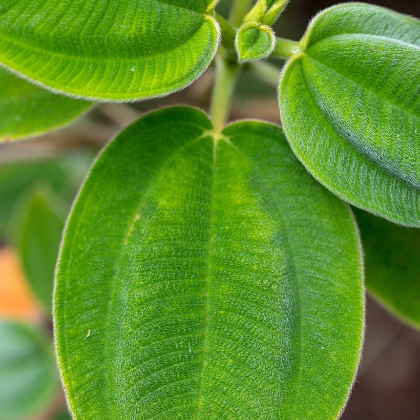 Tibouchina semidecandra (Foliage)