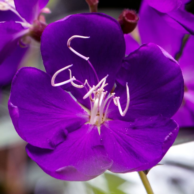 Tibouchina semidecandra (Flowering)