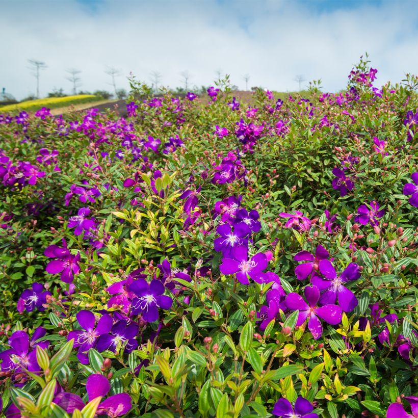 Tibouchina semidecandra (Plant habit)