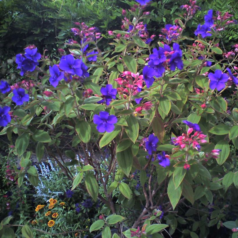 Tibouchina urvilleana (Plant habit)