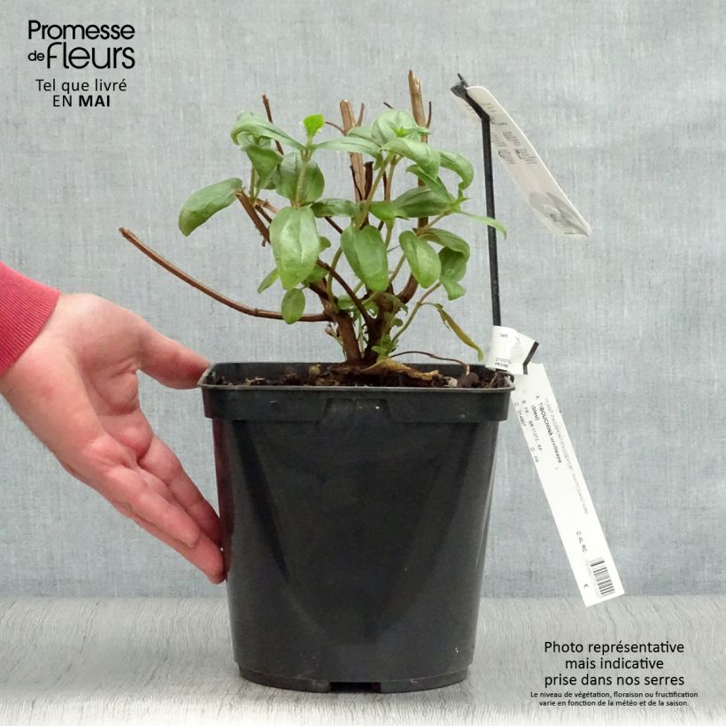 Tibouchina urvilleana 4L/5L pot sample as delivered in spring