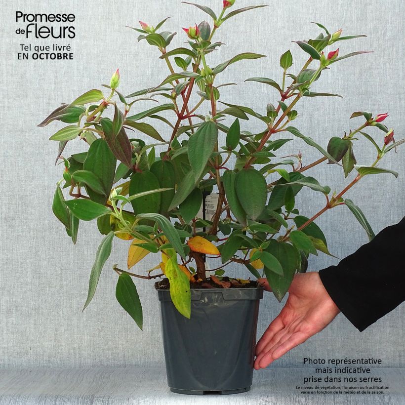 Tibouchina urvilleana 4L/5L pot sample as delivered in autumn