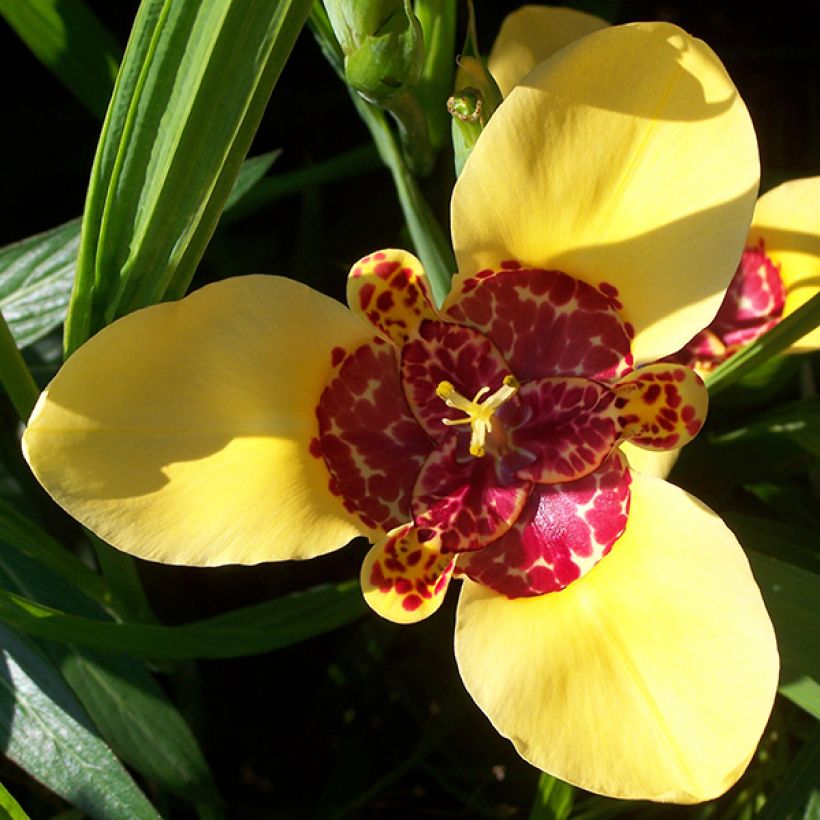 Tigridia pavonia Aurea (Flowering)