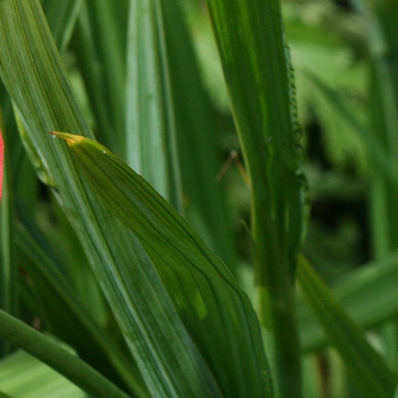 Tigridia pavonia Speciosa (Foliage)