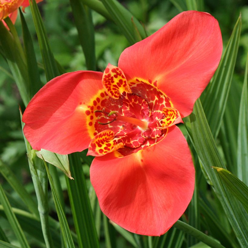 Tigridia pavonia Speciosa (Flowering)