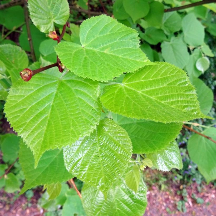 Tilia cordata - Lime (Foliage)