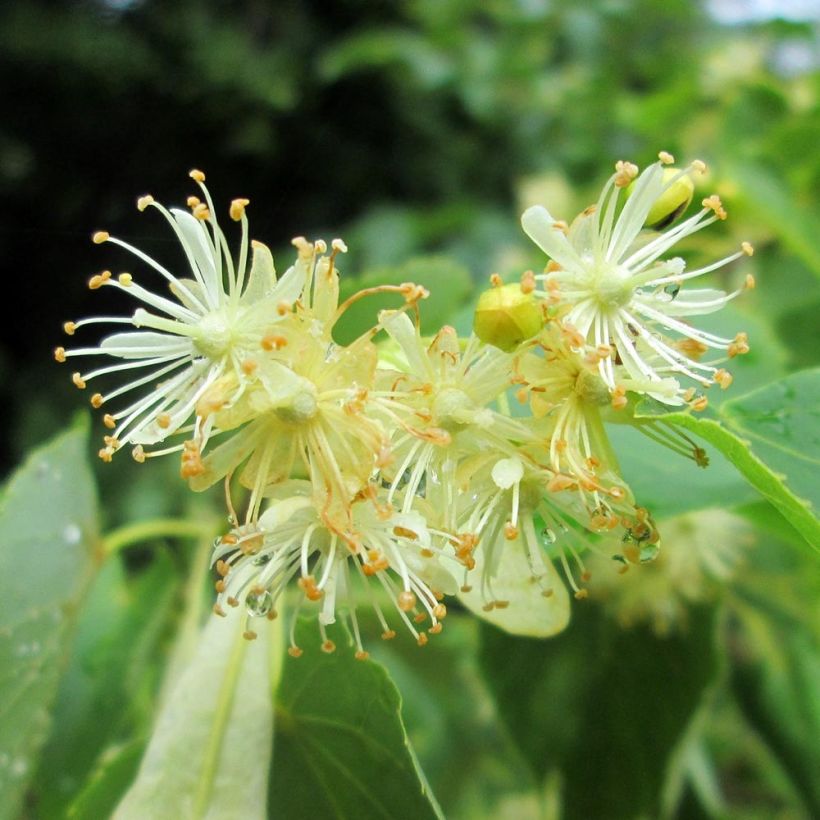 Tilia cordata - Lime (Flowering)