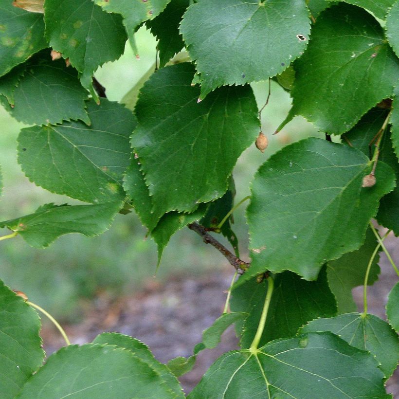 Tilia cordata Greenspire - Lime (Foliage)