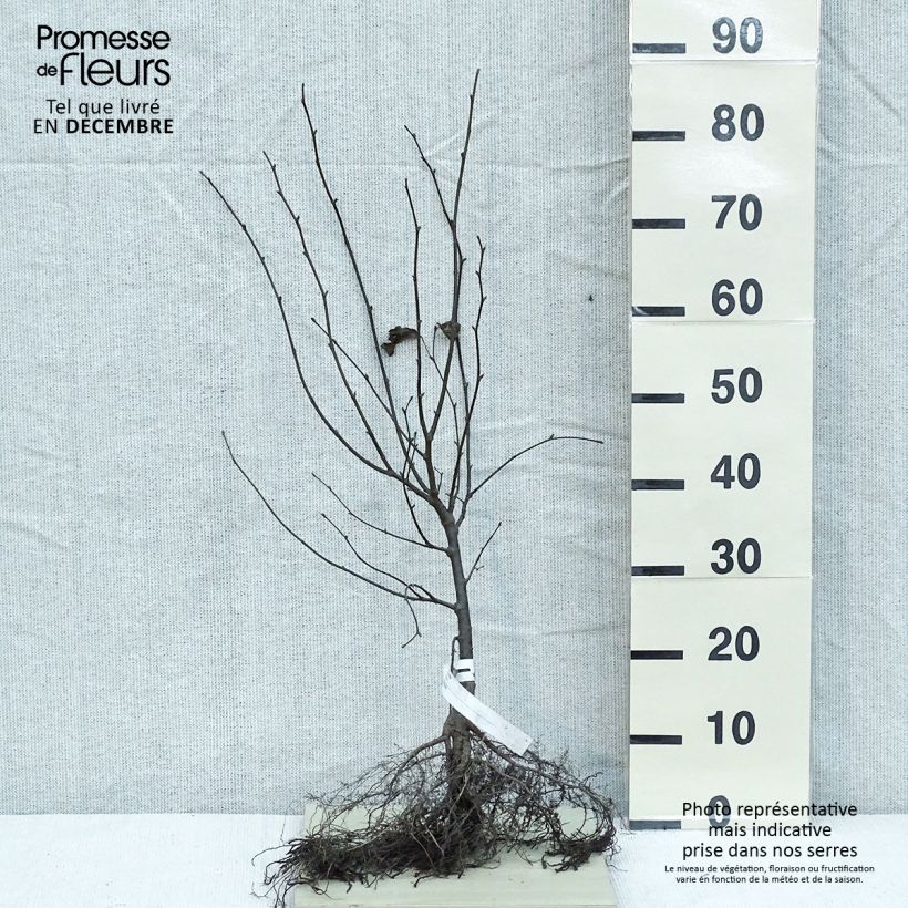 Tilia cordata - Lime Bare rootShipped height around 60/90cm sample as delivered in winter