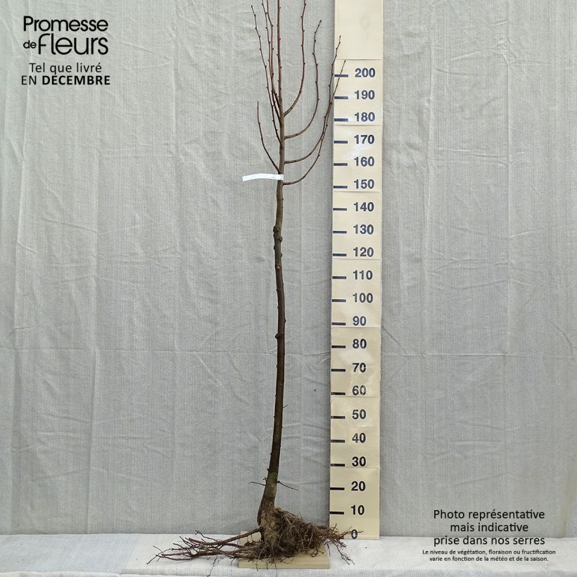 Tilia cordata - Lime Bare rootShipped height around 300+cm sample as delivered in winter