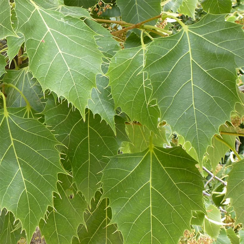 Tilia henryana - Lime (Foliage)