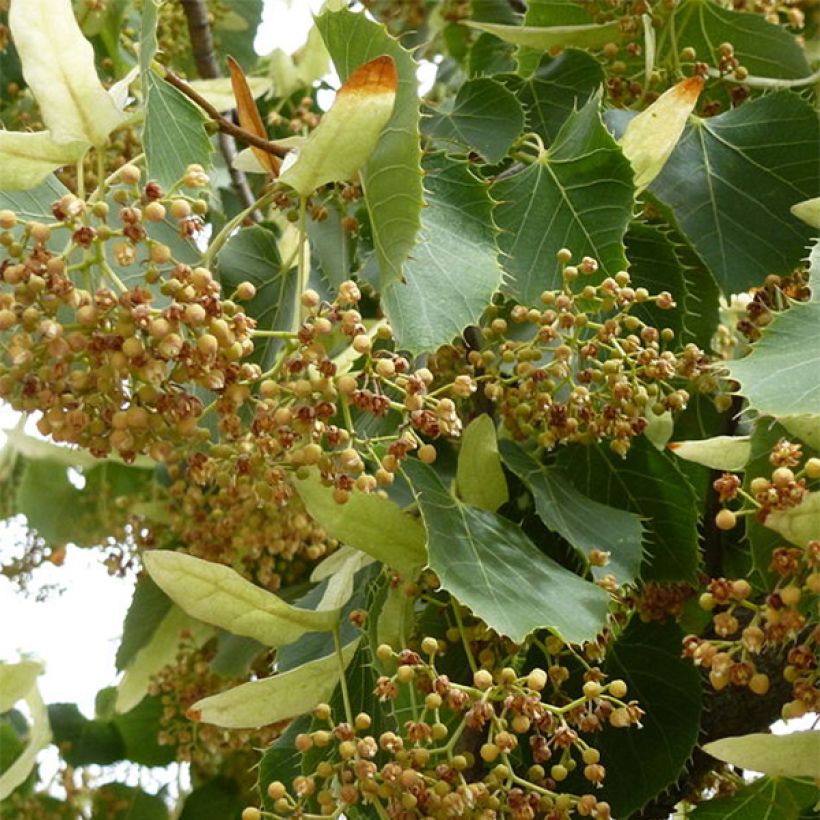 Tilia henryana - Lime (Flowering)