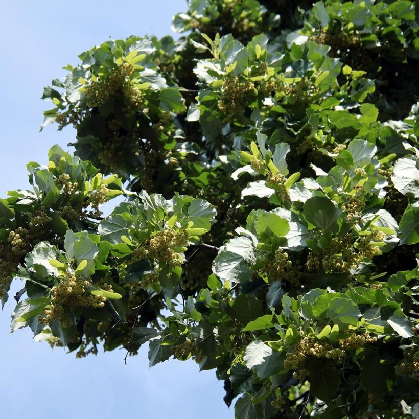 Tilia platyphyllos - Lime (Foliage)